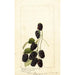 Rubus Americus - Anonim — oprawiony obraz na ścianie