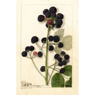 Rubus Cumberland - Anonim — oprawiony obraz na ścianie