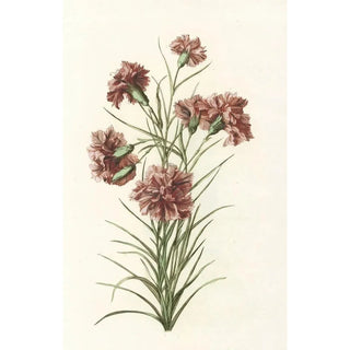 Anonymous - Tak met zes anjers.webp