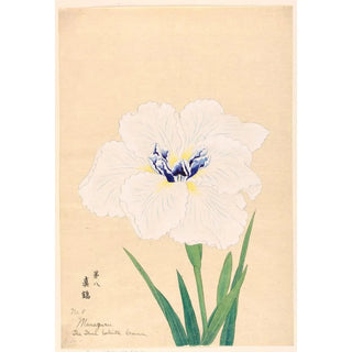Anonymous - The True White Crane Manazuru.webp