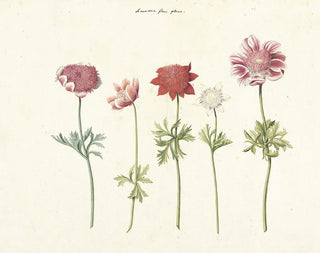 Anonymous - Vijf studies van anemonen.webp