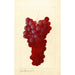 Vitis - Anonyme — widok dzieła
