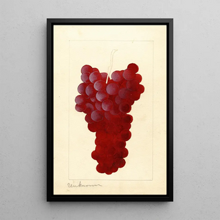 Vitis - Anonyme — oprawiony obraz na ścianie