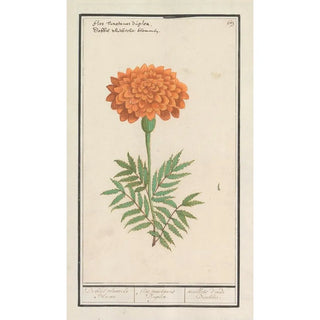 Anselmus Botius de Boodt - Afrikaantje Tagetes Dobbel vluweele Bloeme Flos tunetanus Duplex Oeuilles dinde Doubles.webp