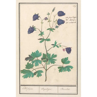 Anselmus Botius de Boodt - Akelei Aquilegia Akeleijen Aquilegia Aucolied.webp