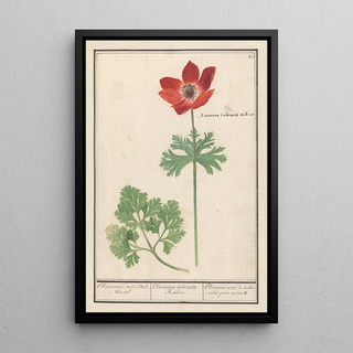 Anselmus Botius de Boodt - Anemoon Anemone Anemonie met BolWortel Anemone tuberosa Radice Anemone avec de tubercules pour racines.webp