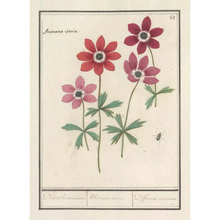 Anselmus Botius de Boodt - Anemoon Anemone Diversche anemonien Anemone variae Differentes anemones.webp