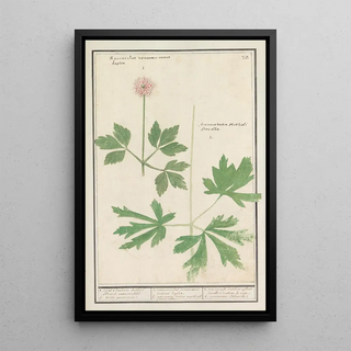 Anselmus Botius de Boodt - Anemoon Anemone.webp