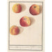 Pomme de Bohême - Anselmus Botius de Boodt — widok dzieła