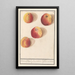 Pomme de Bohême - Anselmus Botius de Boodt — oprawiony obraz na ścianie