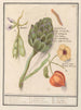 Artisjok Cynara scolymus tuinbonen Vicia faba et lampionplant Physalis - Anselmus Botius de Boodt — widok dzieła