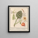 Artisjok Cynara scolymus tuinbonen Vicia faba et lampionplant Physalis - Anselmus Botius de Boodt — oprawiony obraz na ścianie