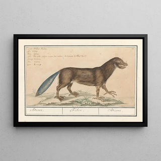 Anselmus Botius de Boodt - Bever Castor Bevere Fiber Bievre.webp