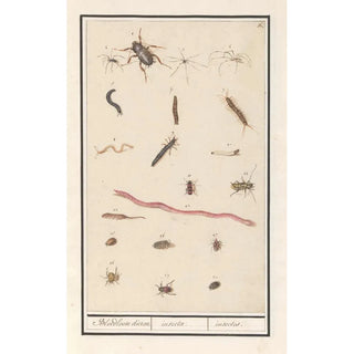 Anselmus Botius de Boodt - Blad met verschillende insecten en spinnen Bloedloose dieren insectae insectes.webp