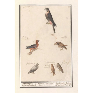Anselmus Botius de Boodt - Blad met zes roofvogels Verscheijde grijp voghelen avium voracium genera varia diffrentes Espces doiseaux de proije.webp