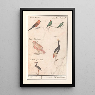 Anselmus Botius de Boodt - Blad met zes vogels Verscheijde soorten van vogels Avium variae species diff especes doiseau.webp