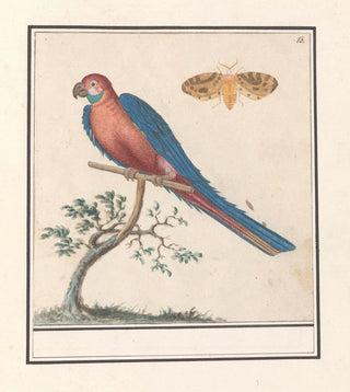 Anselmus Botius de Boodt - Blauwgele Ara Ara ararauna en een insect.webp