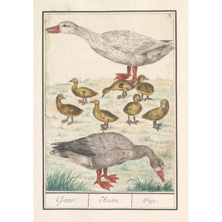 Anselmus Botius de Boodt - Boerengans of een huisgans Anser anser domesticus.webp