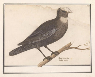 Anselmus Botius de Boodt - Bruine kiekendief Circus aeruginosus.webp