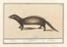 Blaireau Mustela putorius Putoor Putorius Putois - Anselmus Botius de Boodt — widok dzieła