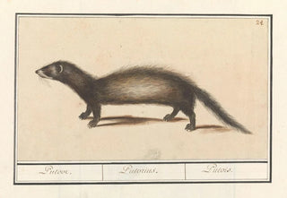 Anselmus Botius de Boodt - Bunzing Mustela putorius Putoor Putorius Putois.webp