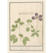Clematis mała kwiat clematis lub clematis - Anselmus Botius de Boodt — widok dzieła