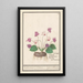 Reprodukcja obrazu Cyclamen Cyclamen pain de porc Cyclamen pain de pourceaux - Anselmus Botius de Boodt