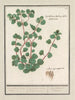 Cymbalaria Cymbalaria vande Italianenen Cijmbalaria italica folio hederaceo Cymbalaire d'Italie - Anselmus Botius de Boodt — widok dzieła