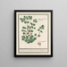 Cymbalaria Cymbalaria vande Italianenen Cijmbalaria italica folio hederaceo Cymbalaire d'Italie - Anselmus Botius de Boodt — oprawiony obraz na ścianie