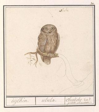 Anselmus Botius de Boodt - Dwerguil Glaucidium passerinum uijlken ulula chevche ou petite chouette.webp
