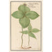 Parisette Paris quadrifolia baie de loup Solanum tetraphyllon herbe paris raisin de renard - Anselmus Botius de Boodt — widok dzieła