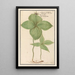 Parisette Paris quadrifolia baie de loup Solanum tetraphyllon herbe paris raisin de renard - Anselmus Botius de Boodt — oprawiony obraz na ścianie