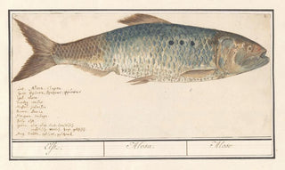 Anselmus Botius de Boodt - Elft Alosa alosa Elft Alosa Alose.webp