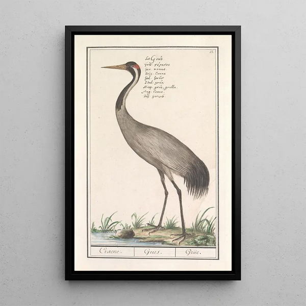 Anselmus Botius de Boodt - Europese kraanvogel Grus grus.webp