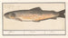 pstrąga Salmo trutta - Anselmus Botius de Boodt — widok dzieła