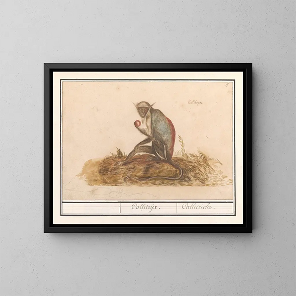 Suricate zielony Chlorocebus sabaeus Callitrix Callitriche - Anselmus Botius de Boodt — oprawiony obraz na ścianie
