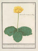 Nuphar lutea żółty karłowaty wodne kwiaty Ranunculus lusitanus Clusii rdestnik bagienny - Anselmus Botius de Boodt — widok dzieła