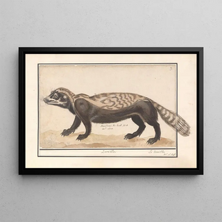 Anselmus Botius de Boodt - Gestreepte bunzing of zorilla Ictonyx striatus Zorilla Le zorille.webp