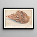 Triton wspólny Charonia tritonis Wielka trąba Tritona Strombus Magnus Trąba morska Conque de Triton - Anselmus Botius de Boodt — oprawiony obraz na ścianie