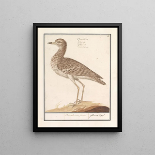 Anselmus Botius de Boodt - Goudplevier Pluvialis apricaria.webp