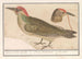 Pic vert Picus viridis - Anselmus Botius de Boodt — widok dzieła