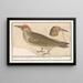 Pic vert Picus viridis - Anselmus Botius de Boodt — oprawiony obraz na ścianie
