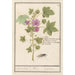 Reprodukcja obrazu Duży fioletowy obraz Malva sylvestris, ziele Saint-Sigismond, althaea, guimauve - Anselmus Botius de Boodt
