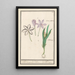 Kolchik jesienny Colchicum autumnale 1 szafran 2 hermodaktyle kolchiki - Anselmus Botius de Boodt