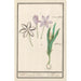 Kolchik jesienny Colchicum autumnale 1 szafran 2 hermodaktyle kolchiki - Anselmus Botius de Boodt