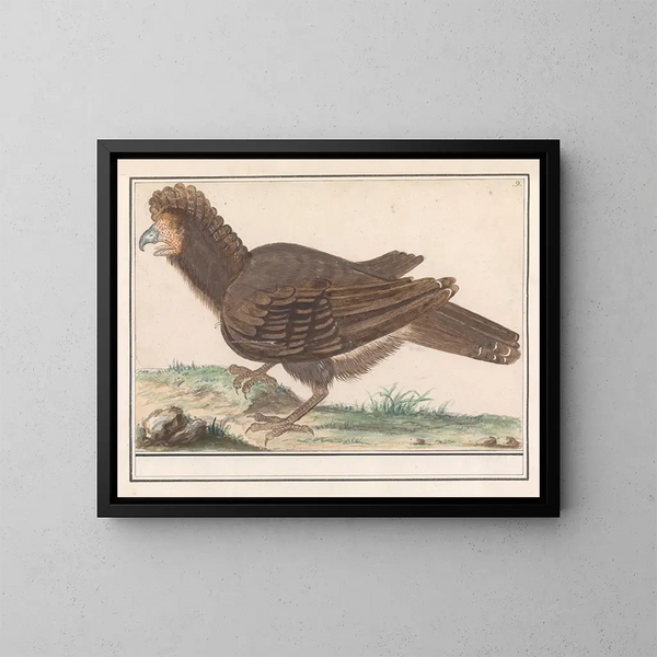 ptaka domowego Galliformes - Anselmus Botius de Boodt — oprawiony obraz na ścianie