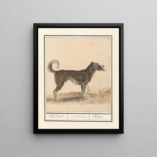 Anselmus Botius de Boodt - Hond Canis lupus familiaris HofHond Molossus Mtin.webp