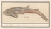 Hondshaai Scyliorhinus canicula Zeehond - Anselmus Botius de Boodt — widok dzieła