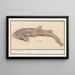 Hondshaai Scyliorhinus canicula Zeehond - Anselmus Botius de Boodt — oprawiony obraz na ścianie