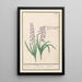 Reprodukcja obrazu Jacinthe Hyacinthus orientalis jacinthe jacinthe jacinthe - Anselmus Botius de Boodt